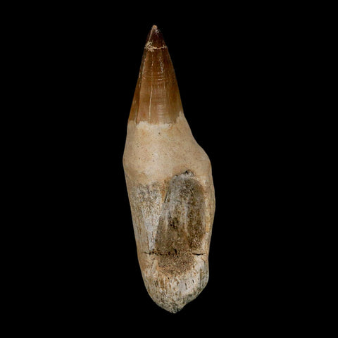 3.9" Mosasaur Prognathodon Fossil Tooth Rooted Cretaceous Dinosaur Era COA