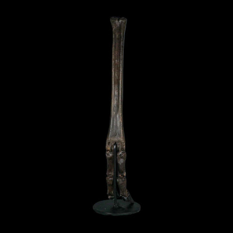 10.4" Odocoileus Virginianus Deer Fossil Leg Bone Pleistocene Age Metal Stand - Fossil Age Minerals