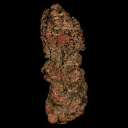 3.6" Prehistoric Coprolite Fossil Specimen Poop Dung Miocene Madagascar
