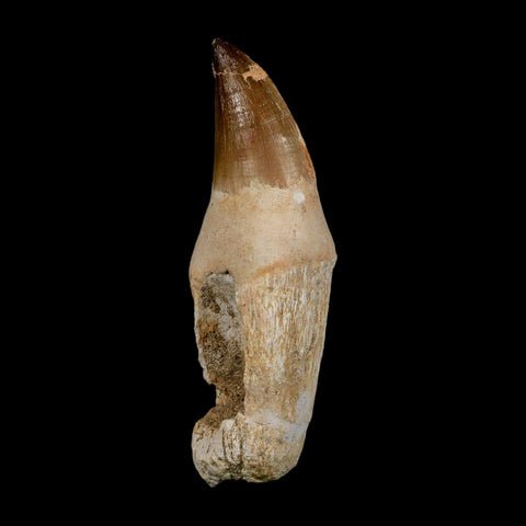 3.9" Mosasaur Prognathodon Fossil Tooth Rooted Cretaceous Dinosaur Era COA