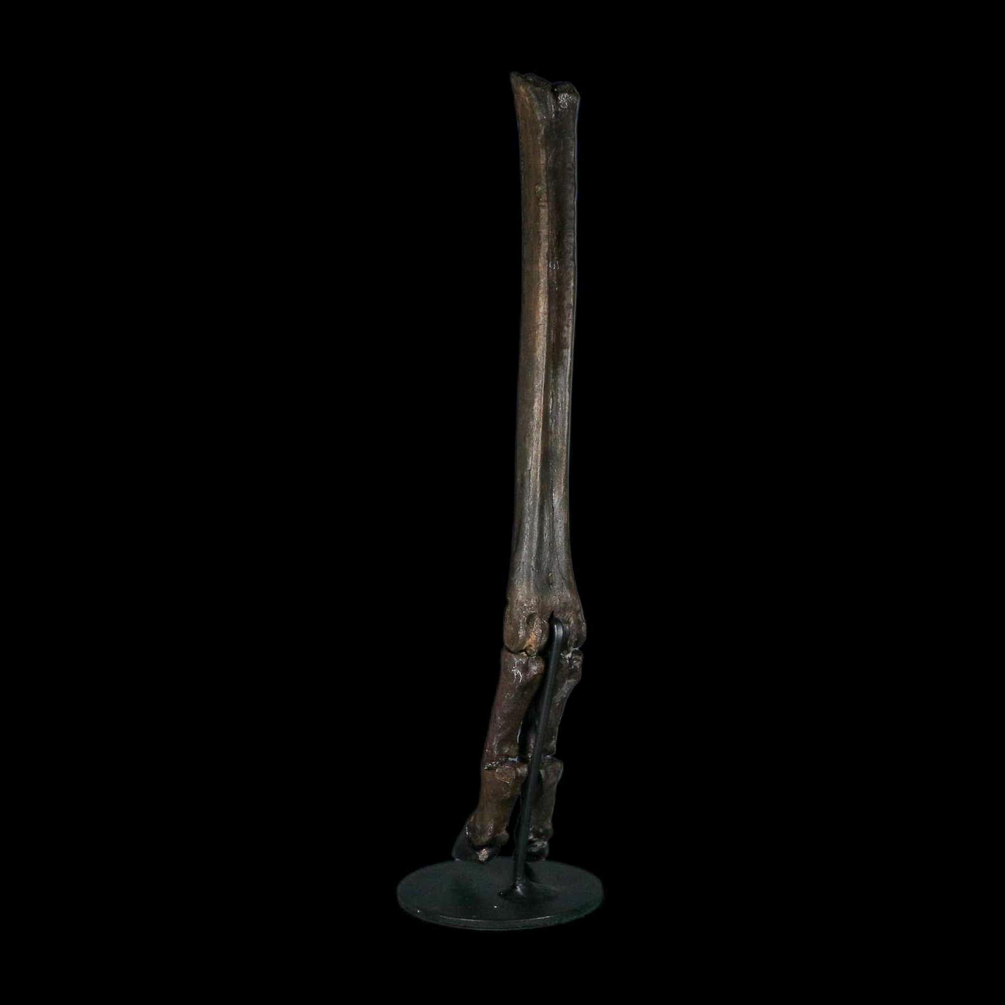 10.4" Odocoileus Virginianus Deer Fossil Leg Bone Pleistocene Age Metal Stand - Fossil Age Minerals