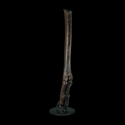 10.4" Odocoileus Virginianus Deer Fossil Leg Bone Pleistocene Age Metal Stand - Fossil Age Minerals