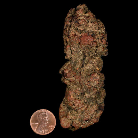 3.6" Prehistoric Coprolite Fossil Specimen Poop Dung Miocene Madagascar - Fossil Age Minerals
