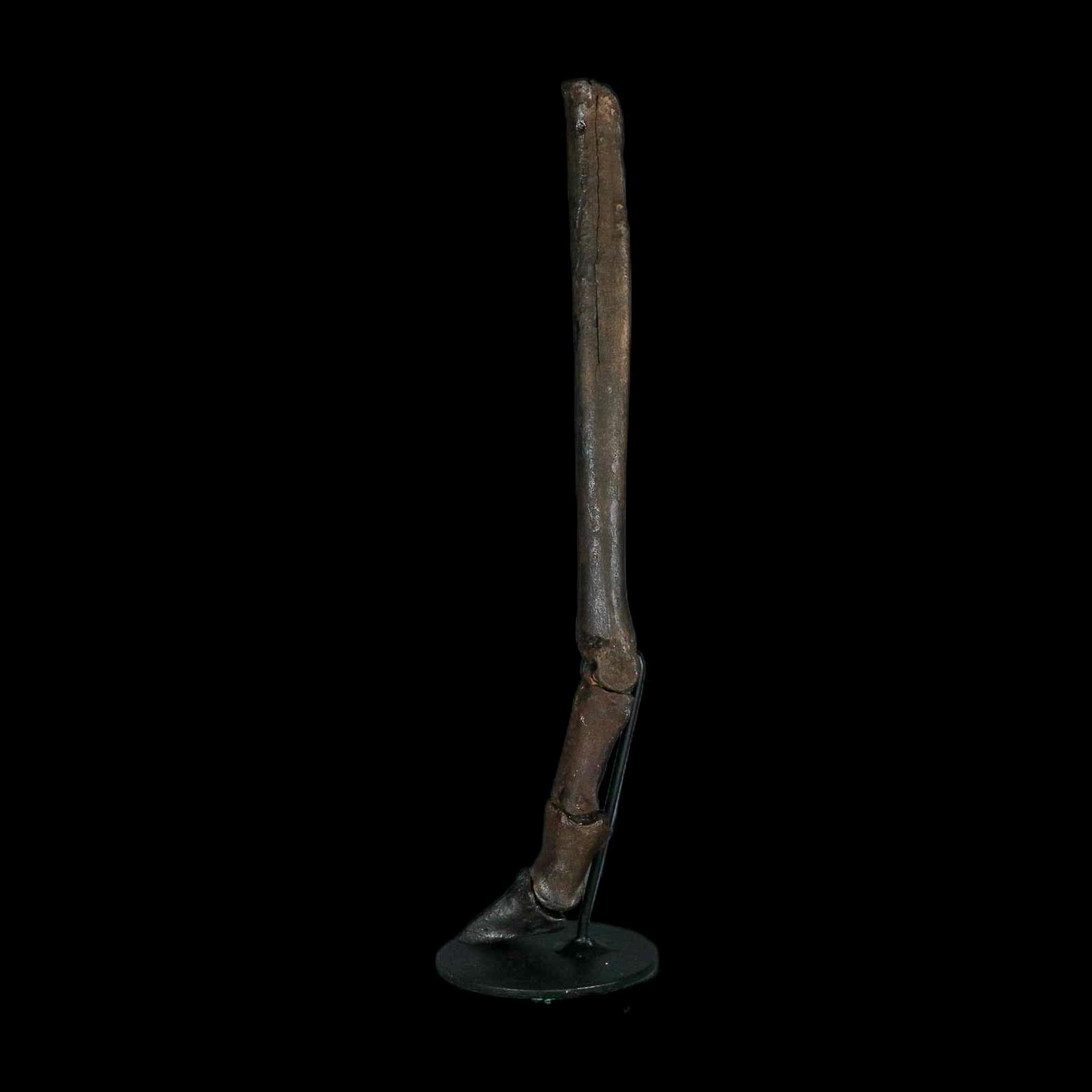 10.4" Odocoileus Virginianus Deer Fossil Leg Bone Pleistocene Age Metal Stand - Fossil Age Minerals