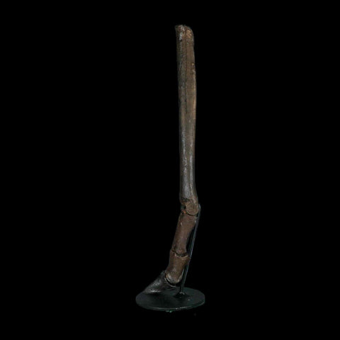 10.4" Odocoileus Virginianus Deer Fossil Leg Bone Pleistocene Age Metal Stand - Fossil Age Minerals