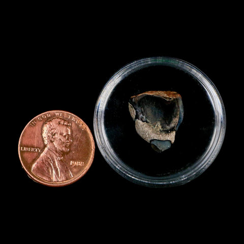 XL 0.6" Triceratops Fossil Tooth Lance Creek FM Cretaceous Dinosaur WY COA Display