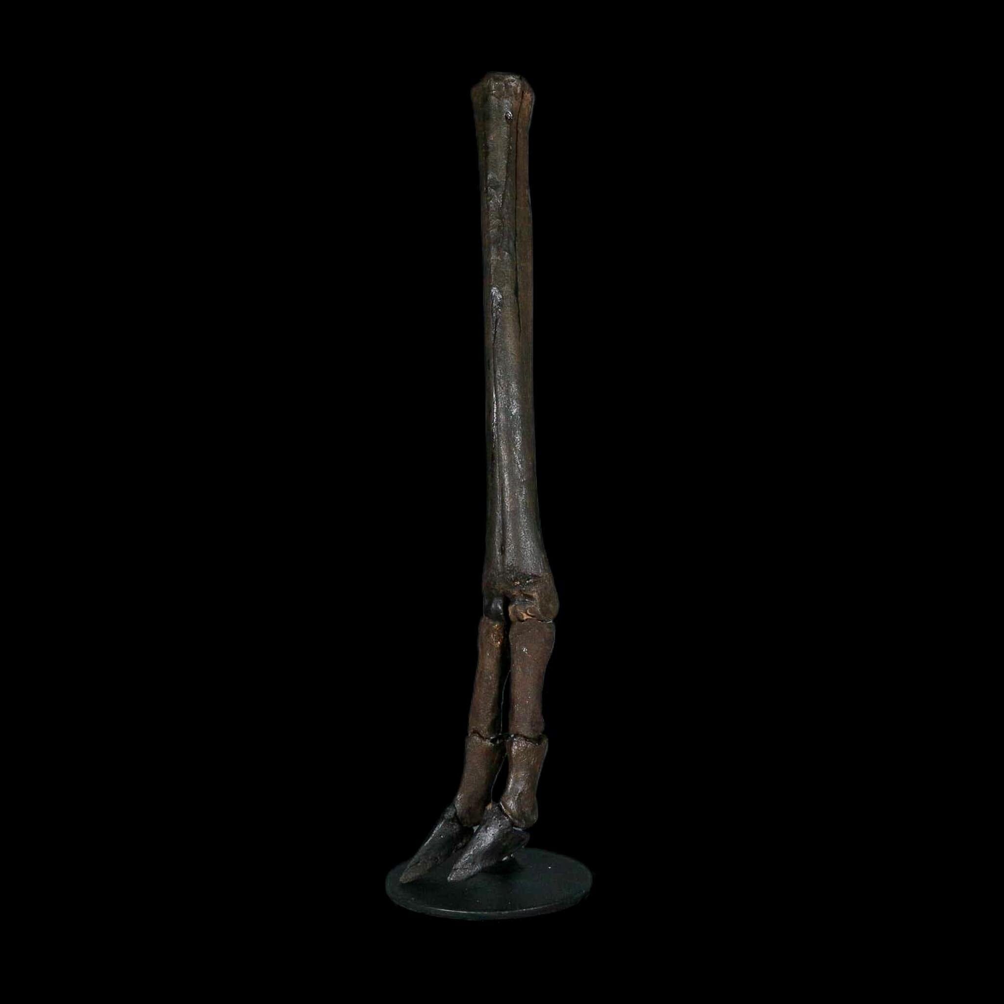 10.4" Odocoileus Virginianus Deer Fossil Leg Bone Pleistocene Age Metal Stand - Fossil Age Minerals