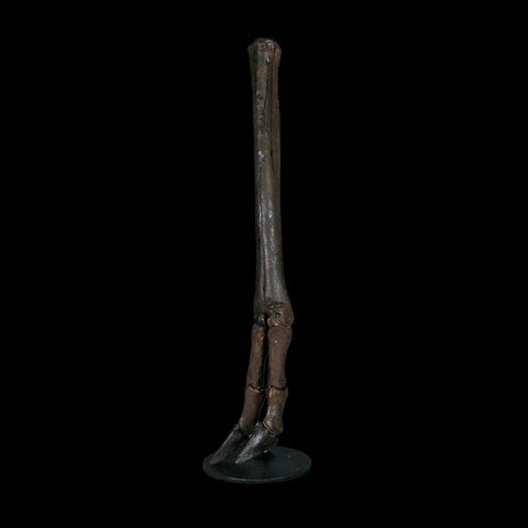 10.4" Odocoileus Virginianus Deer Fossil Leg Bone Pleistocene Age Metal Stand - Fossil Age Minerals