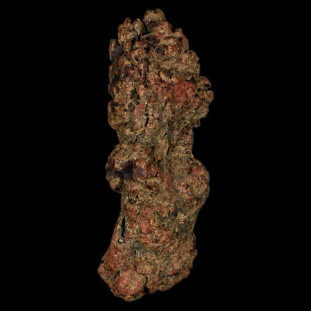 3.6" Prehistoric Coprolite Fossil Specimen Poop Dung Miocene Madagascar