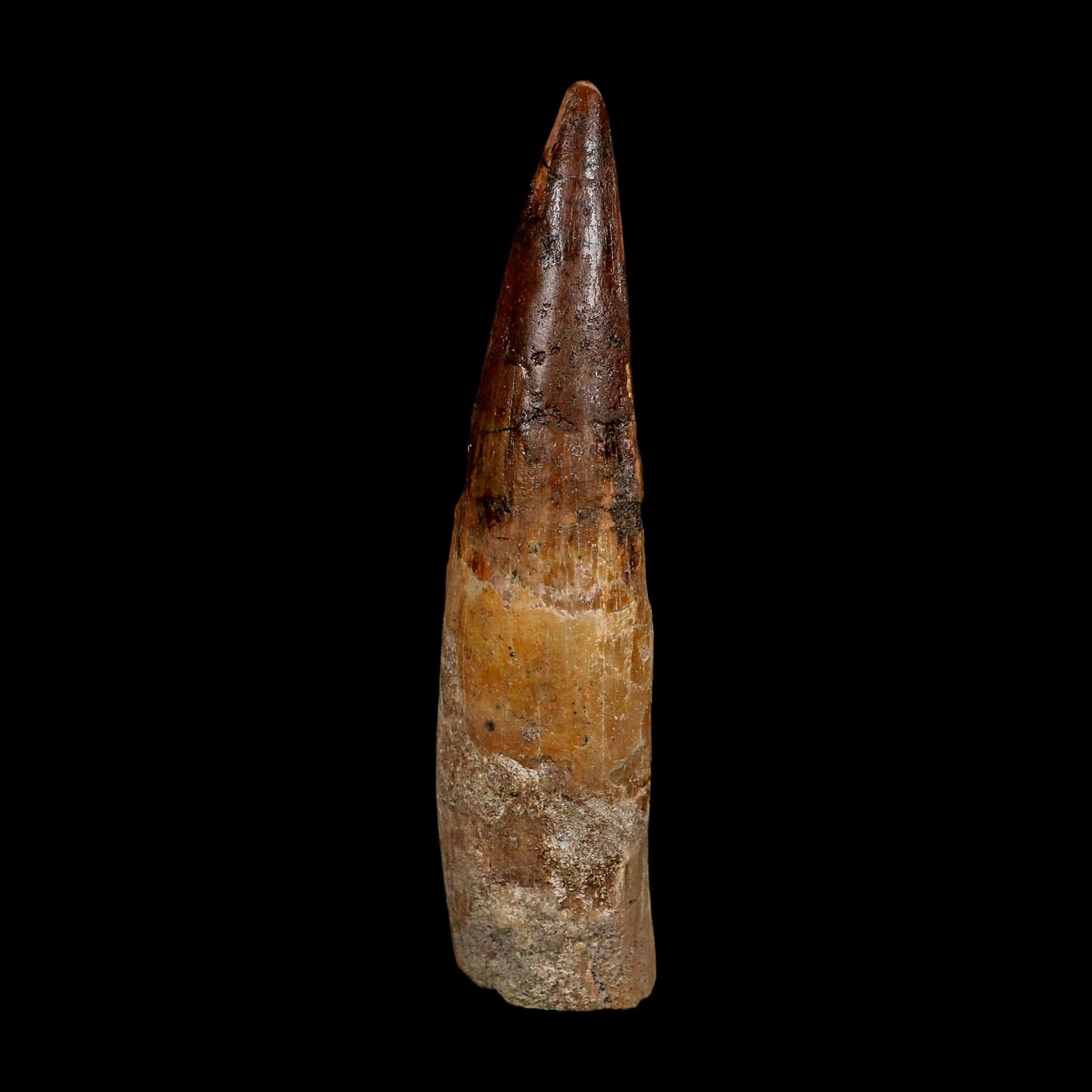 XL 4" Spinosaurus Fossil Tooth 100 Million Years Old Cretaceous Dinosaur COA