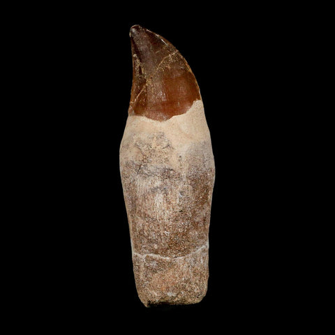 XL 4.2" Mosasaur Prognathodon Fossil Tooth Rooted Cretaceous Dinosaur Era COA