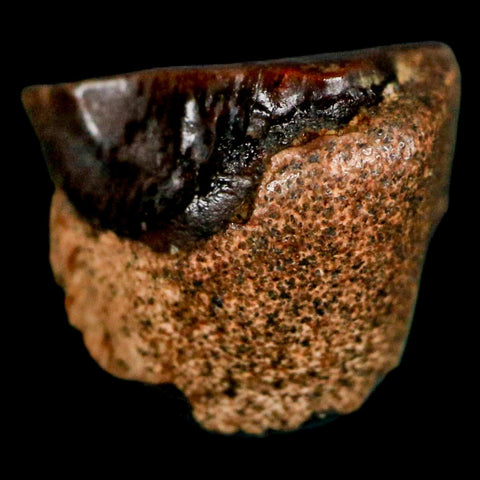 0.4" Triceratops Fossil Tooth Lance Creek FM Cretaceous Dinosaur WY COA Display