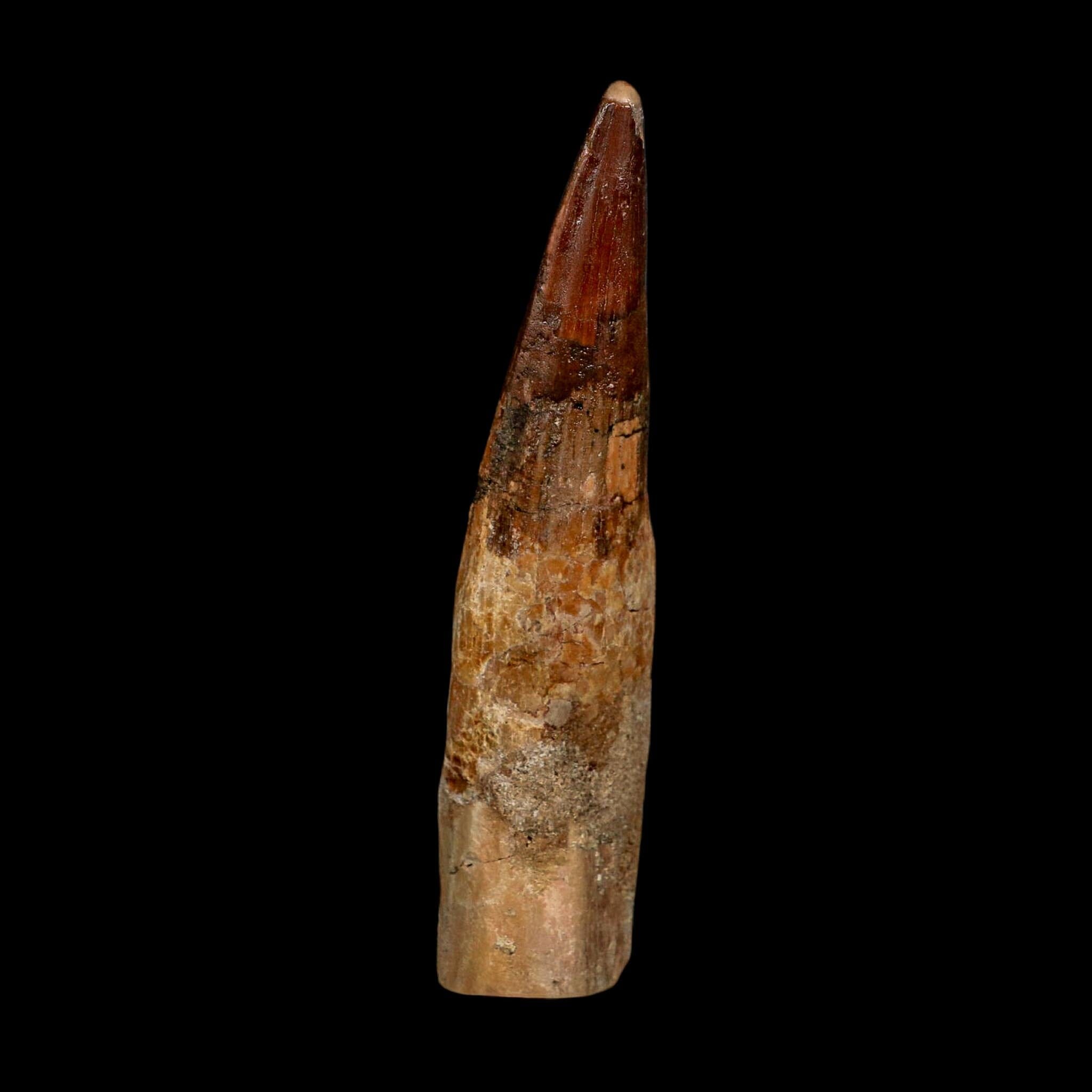 XL 4" Spinosaurus Fossil Tooth 100 Million Years Old Cretaceous Dinosaur COA