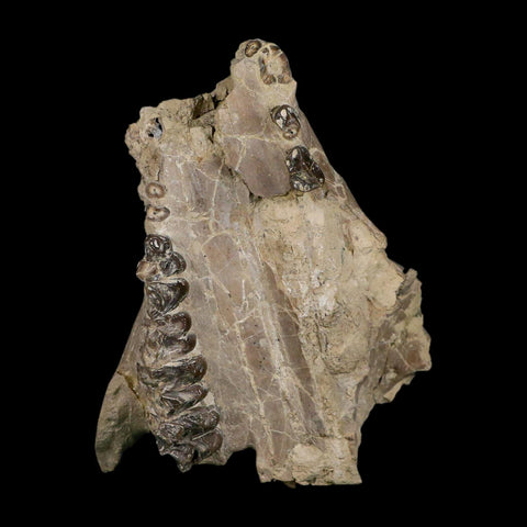 4.9" Oreodont Merycoidodon Fossil Skull Teeth Oligocene Age Badlands SD COA - Fossil Age Minerals