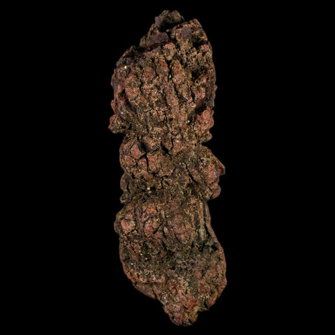 3.6" Prehistoric Coprolite Fossil Specimen Poop Dung Miocene Madagascar - Fossil Age Minerals