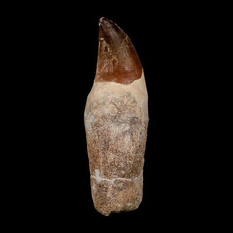 XL 4.2" Mosasaur Prognathodon Fossil Tooth Rooted Cretaceous Dinosaur Era COA