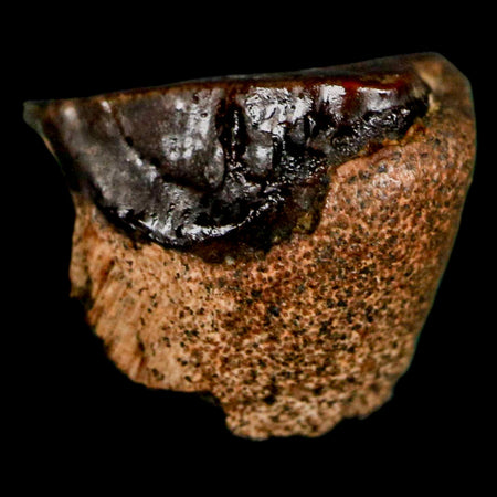 0.4" Triceratops Fossil Tooth Lance Creek FM Cretaceous Dinosaur WY COA Display