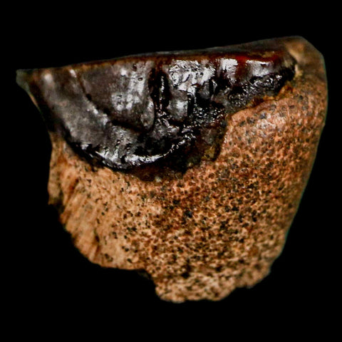 0.4" Triceratops Fossil Tooth Lance Creek FM Cretaceous Dinosaur WY COA Display