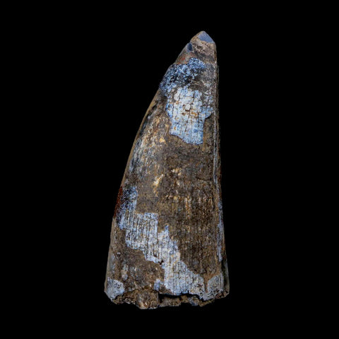 2.1" Sarcosuchus Imperator Crocodile Fossil Tooth Elrhaz FM Cretaceous Niger COA