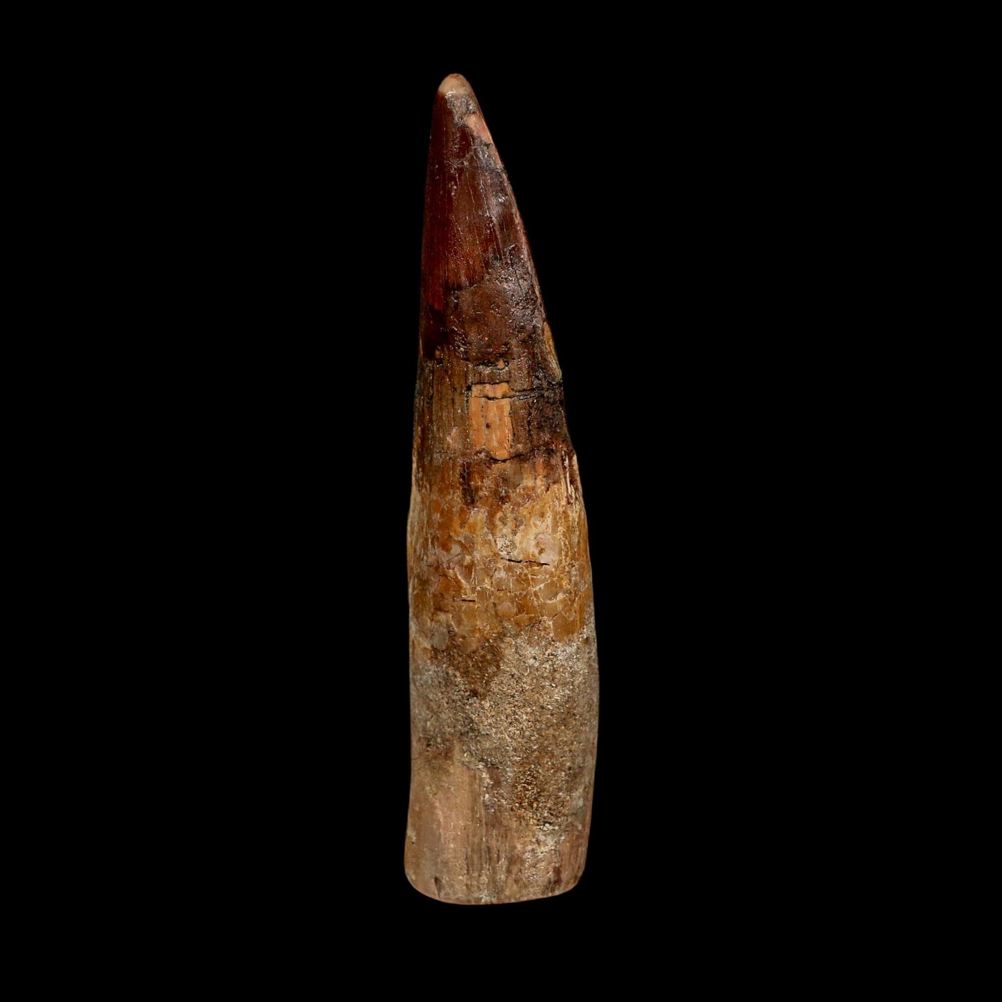 XL 4" Spinosaurus Fossil Tooth 100 Million Years Old Cretaceous Dinosaur COA
