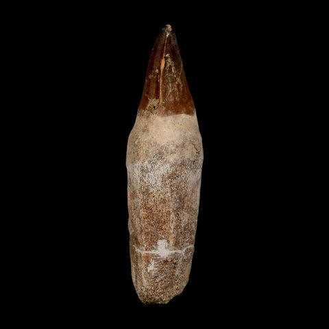 XL 4.2" Mosasaur Prognathodon Fossil Tooth Rooted Cretaceous Dinosaur Era COA