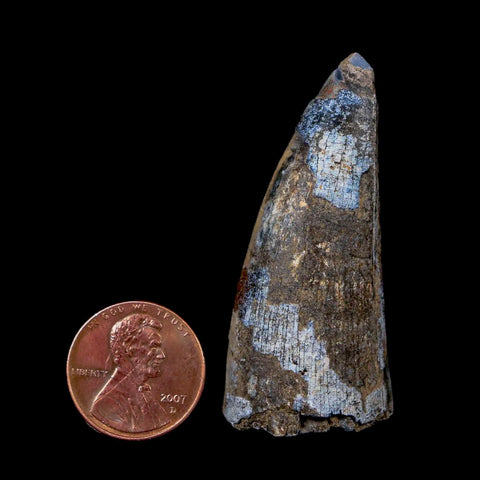 2.1" Sarcosuchus Imperator Crocodile Fossil Tooth Elrhaz FM Cretaceous Niger COA