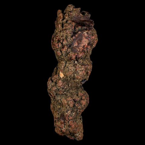 3.6" Prehistoric Coprolite Fossil Specimen Poop Dung Miocene Madagascar - Fossil Age Minerals