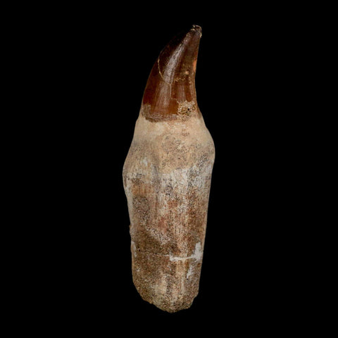 XL 4.2" Mosasaur Prognathodon Fossil Tooth Rooted Cretaceous Dinosaur Era COA