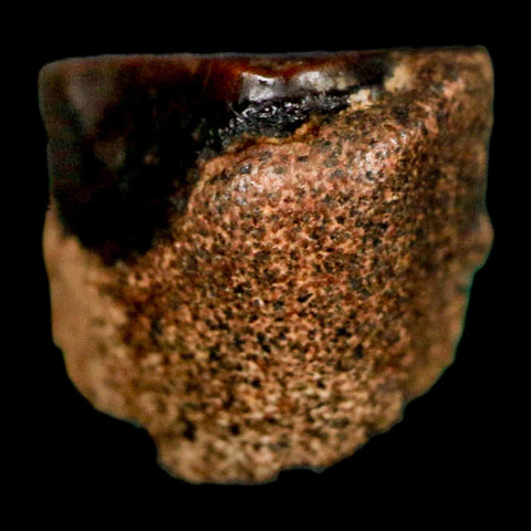 0.4" Triceratops Fossil Tooth Lance Creek FM Cretaceous Dinosaur WY COA Display