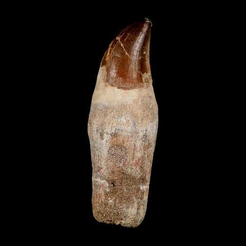 XL 4.2" Mosasaur Prognathodon Fossil Tooth Rooted Cretaceous Dinosaur Era COA