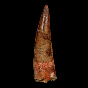 XL 4.1