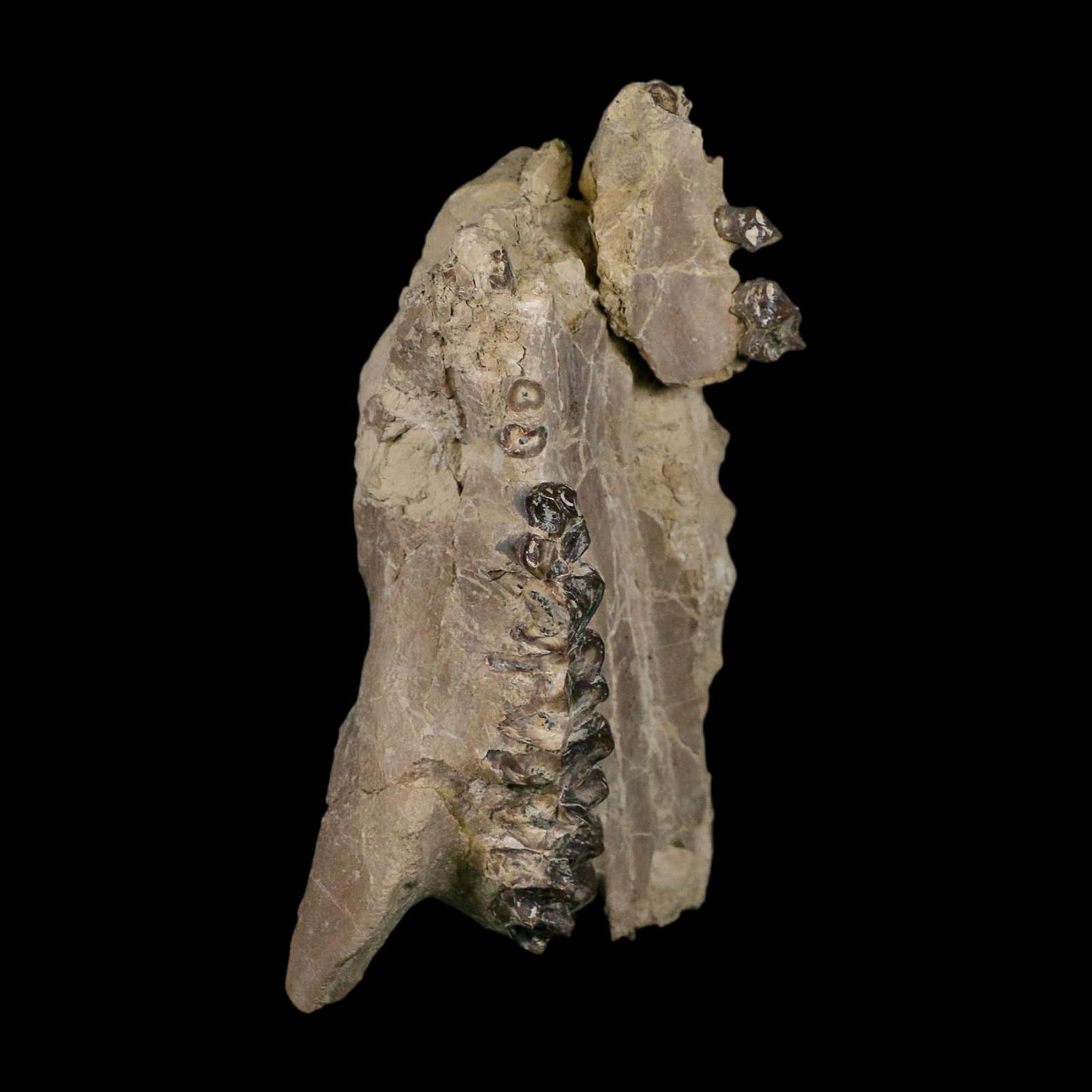 4.9" Oreodont Merycoidodon Fossil Skull Teeth Oligocene Age Badlands SD COA - Fossil Age Minerals
