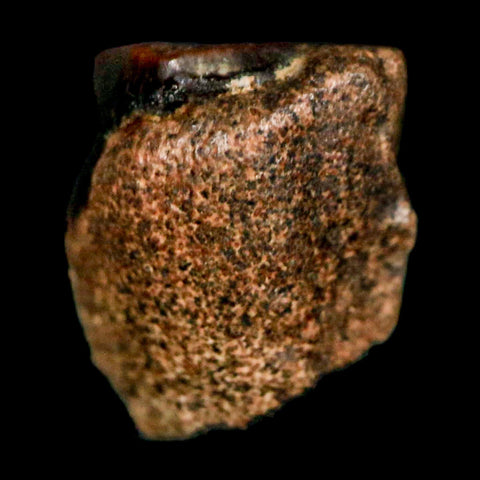 0.4" Triceratops Fossil Tooth Lance Creek FM Cretaceous Dinosaur WY COA Display