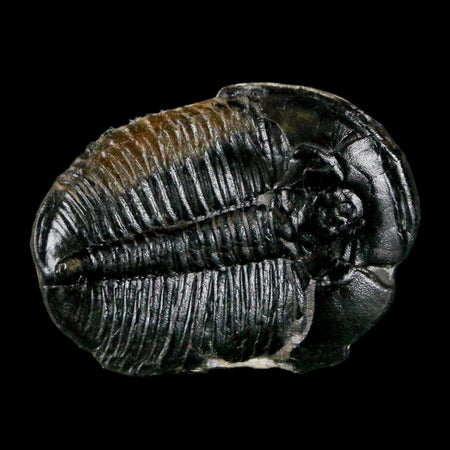 1.1" Elrathia Kingi Trilobite Fossil Utah Cambrian Age 521 Million Years Old COA