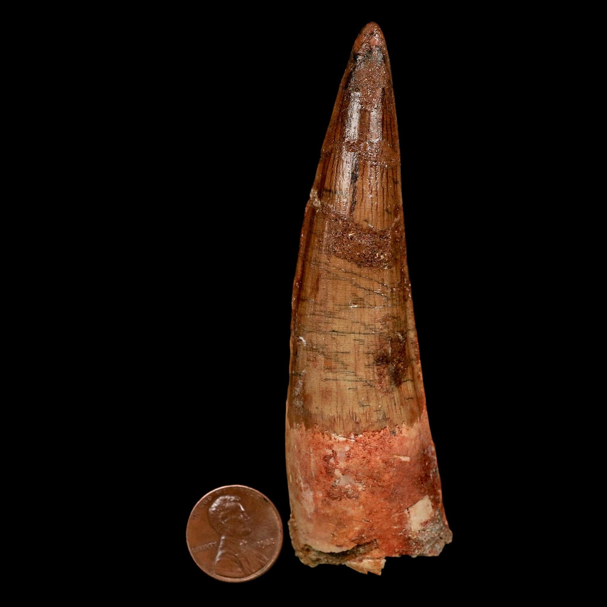 XL 4.1" Spinosaurus Fossil Tooth 100 Million Years Old Cretaceous Dinosaur COA