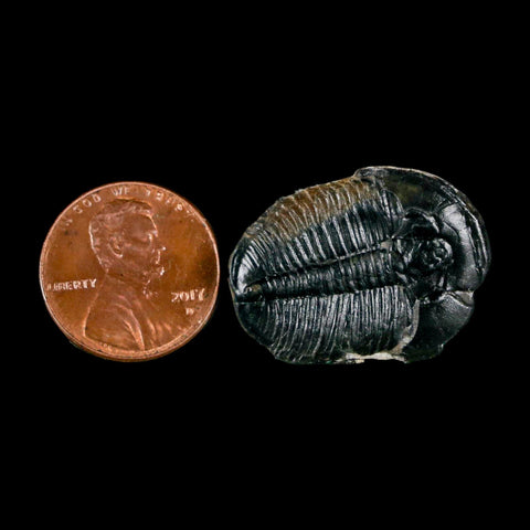 1.1" Elrathia Kingi Trilobite Fossil Utah Cambrian Age 521 Million Years Old COA - Fossil Age Minerals