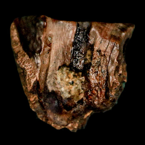 0.4" Triceratops Fossil Tooth Lance Creek FM Cretaceous Dinosaur WY COA Display