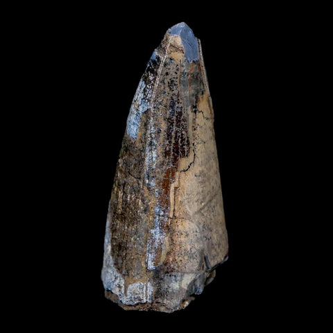 2.1" Sarcosuchus Imperator Crocodile Fossil Tooth Elrhaz FM Cretaceous Niger COA