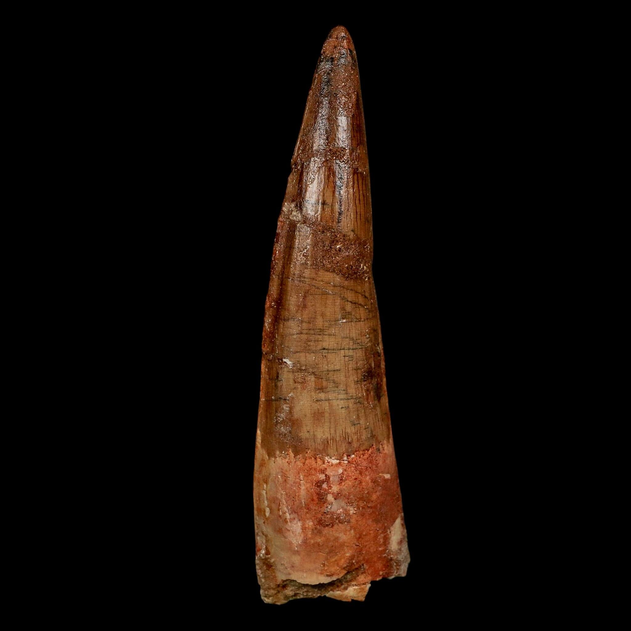 XL 4.1" Spinosaurus Fossil Tooth 100 Million Years Old Cretaceous Dinosaur COA