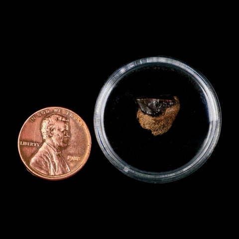 0.4" Triceratops Fossil Tooth Lance Creek FM Cretaceous Dinosaur WY COA Display