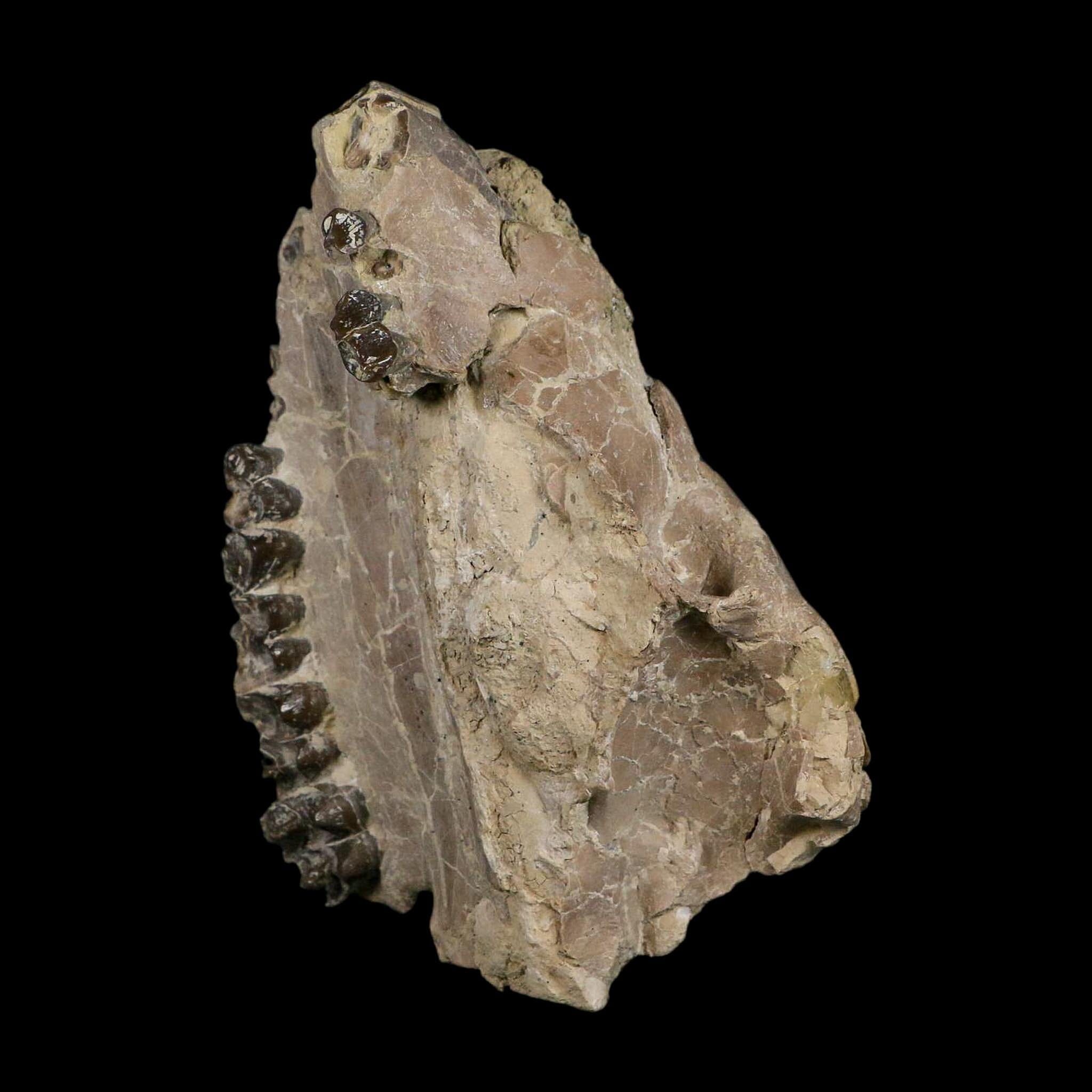 4.9" Oreodont Merycoidodon Fossil Skull Teeth Oligocene Age Badlands SD COA - Fossil Age Minerals