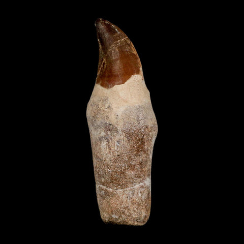 XL 4.2" Mosasaur Prognathodon Fossil Tooth Rooted Cretaceous Dinosaur Era COA