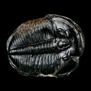 1.1" Elrathia Kingi Trilobite Fossil Utah Cambrian Age 521 Million Years Old COA