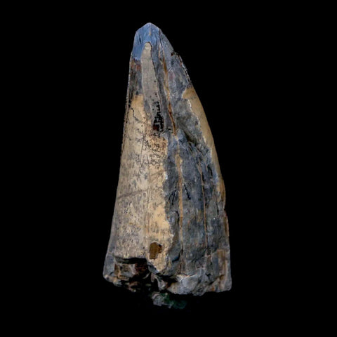 2.1" Sarcosuchus Imperator Crocodile Fossil Tooth Elrhaz FM Cretaceous Niger COA