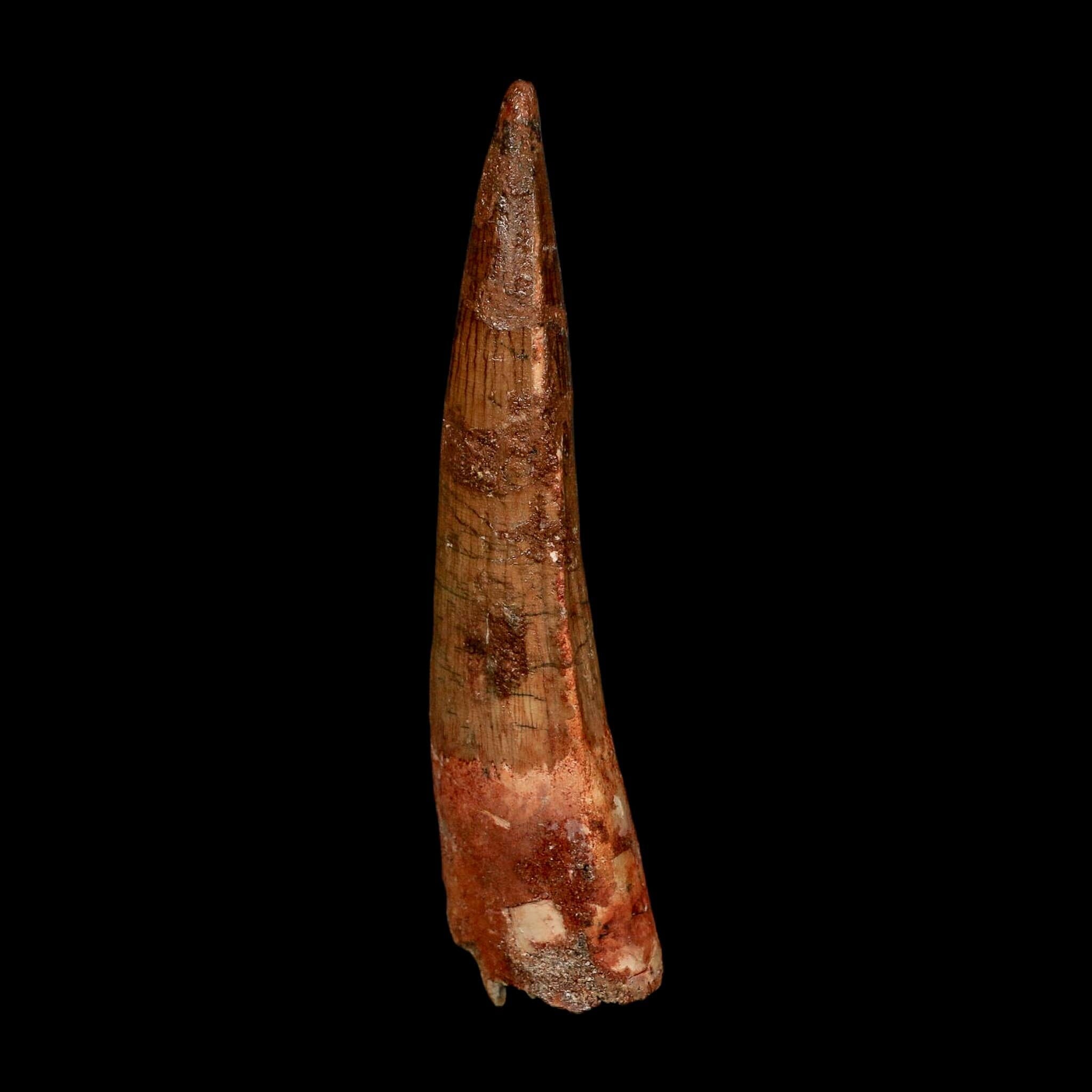 XL 4.1" Spinosaurus Fossil Tooth 100 Million Years Old Cretaceous Dinosaur COA