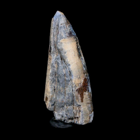 2" Sarcosuchus Imperator Crocodile Fossil Tooth Elrhaz FM Cretaceous Niger COA - Fossil Age Minerals