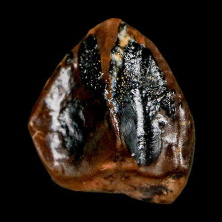 0.4" Triceratops Fossil Crown Tooth Hell Creek FM Cretaceous Dinosaur MT COA