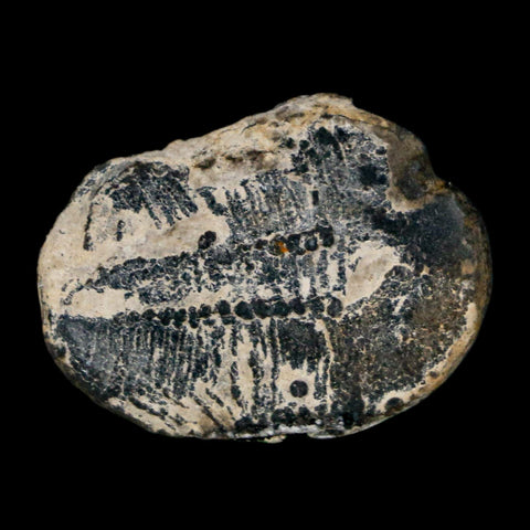 1.1" Elrathia Kingi Trilobite Fossil Utah Cambrian Age 521 Million Years Old COA - Fossil Age Minerals