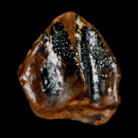 0.4" Triceratops Fossil Crown Tooth Hell Creek FM Cretaceous Dinosaur MT COA