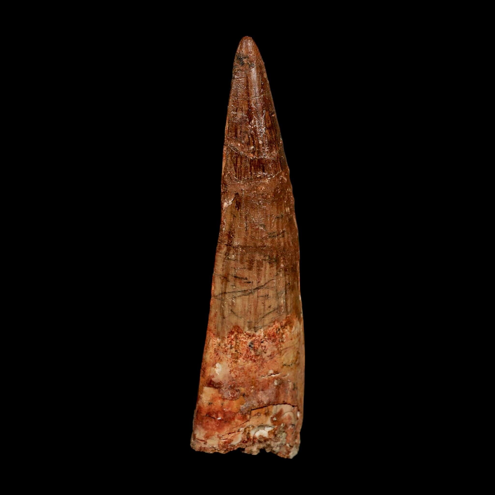 XL 4.1" Spinosaurus Fossil Tooth 100 Million Years Old Cretaceous Dinosaur COA